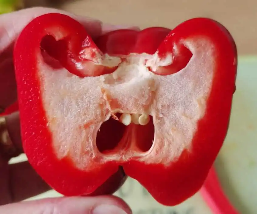 a red bell pepper cut in half looking like an angry face as a image metaphor for the puzzlement on how to go vegan