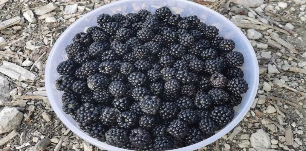 whole food plant-based: fresh black berries in a bowl on the ground
