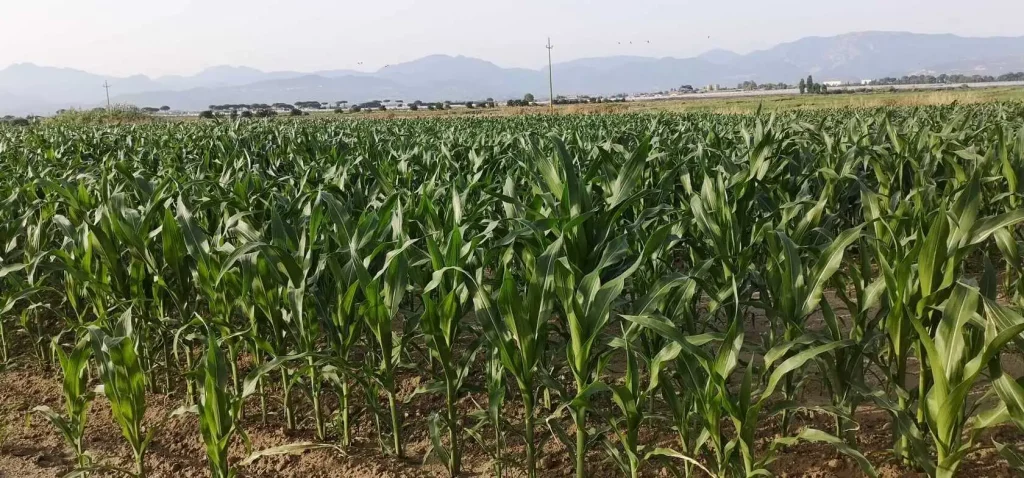 Vegan for humanity: a corn field with young growing corn, grown for the purpose of livestock feed
