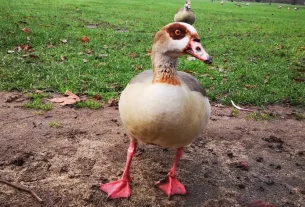 a duck in a park in London