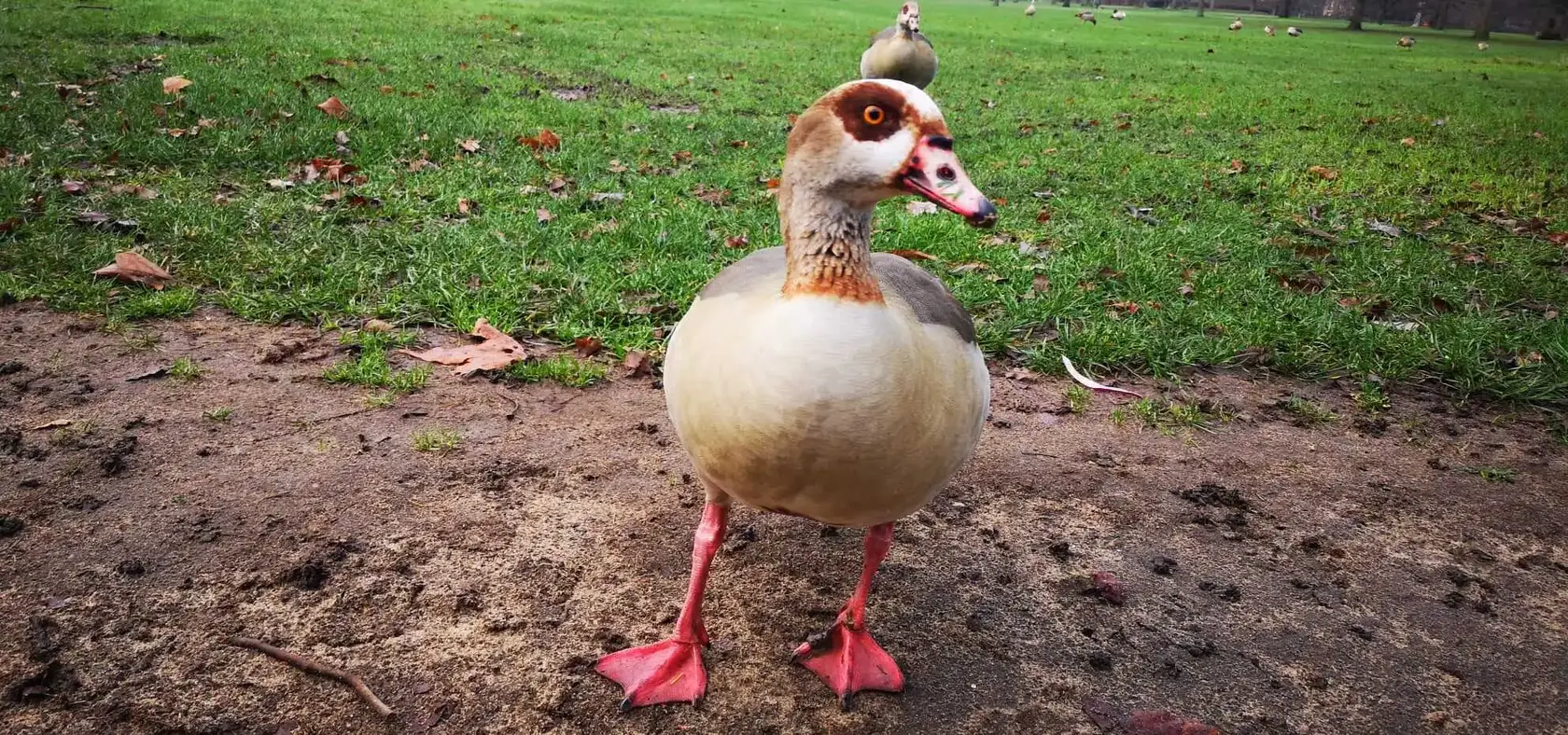 The “lost faith in humanity phase” after going vegan