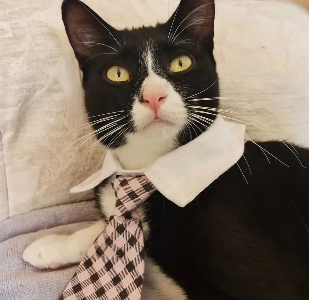 Black and white cat with a tie