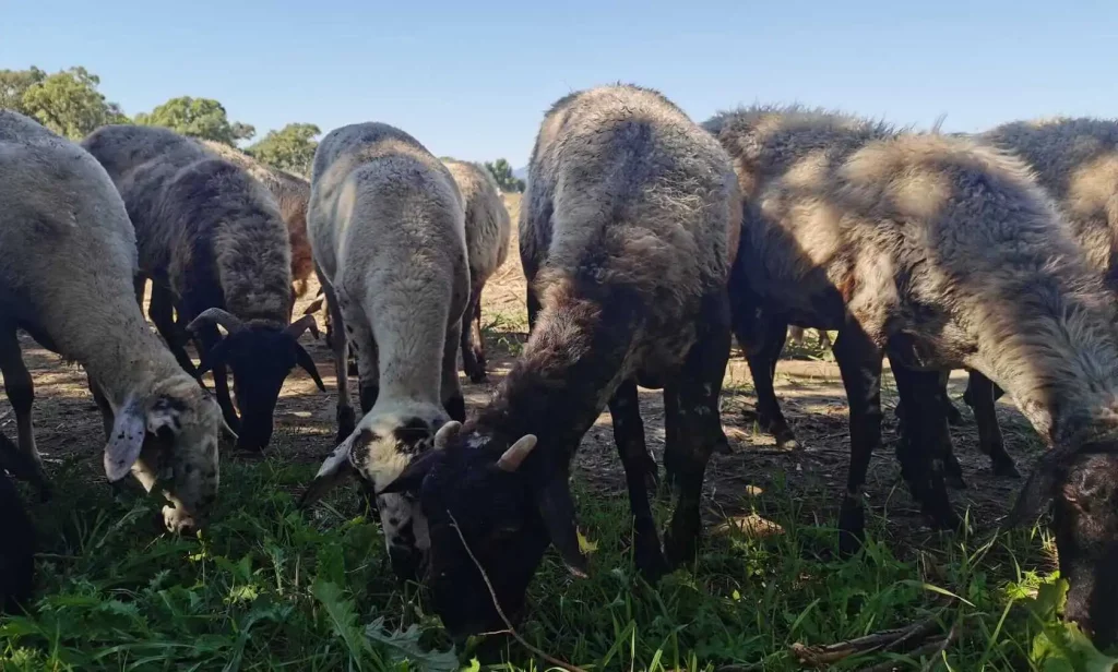 Goats eating grass on a field