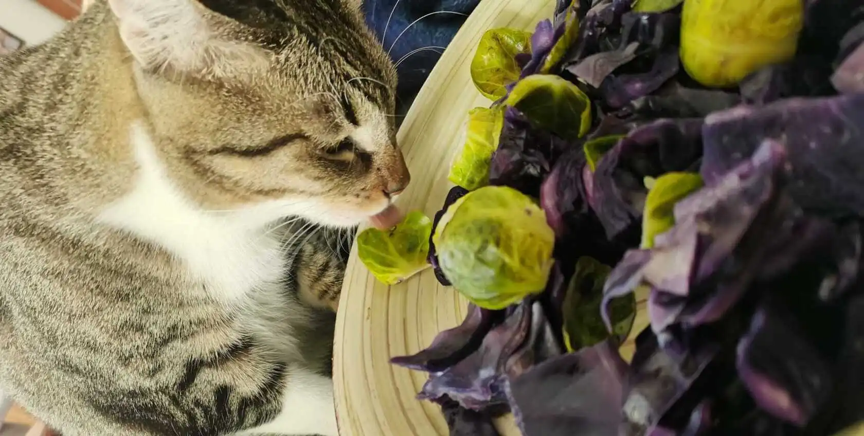 Könnte meine Katze eine Kuh töten? Das vegane Dilemma bei der Tiernahrung