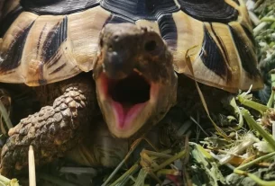 Hermann Tortoise with a wide open mouth