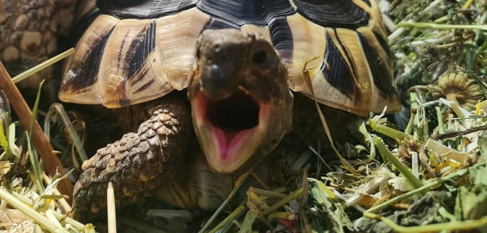 The preachy vegan – When moral high ground backfires