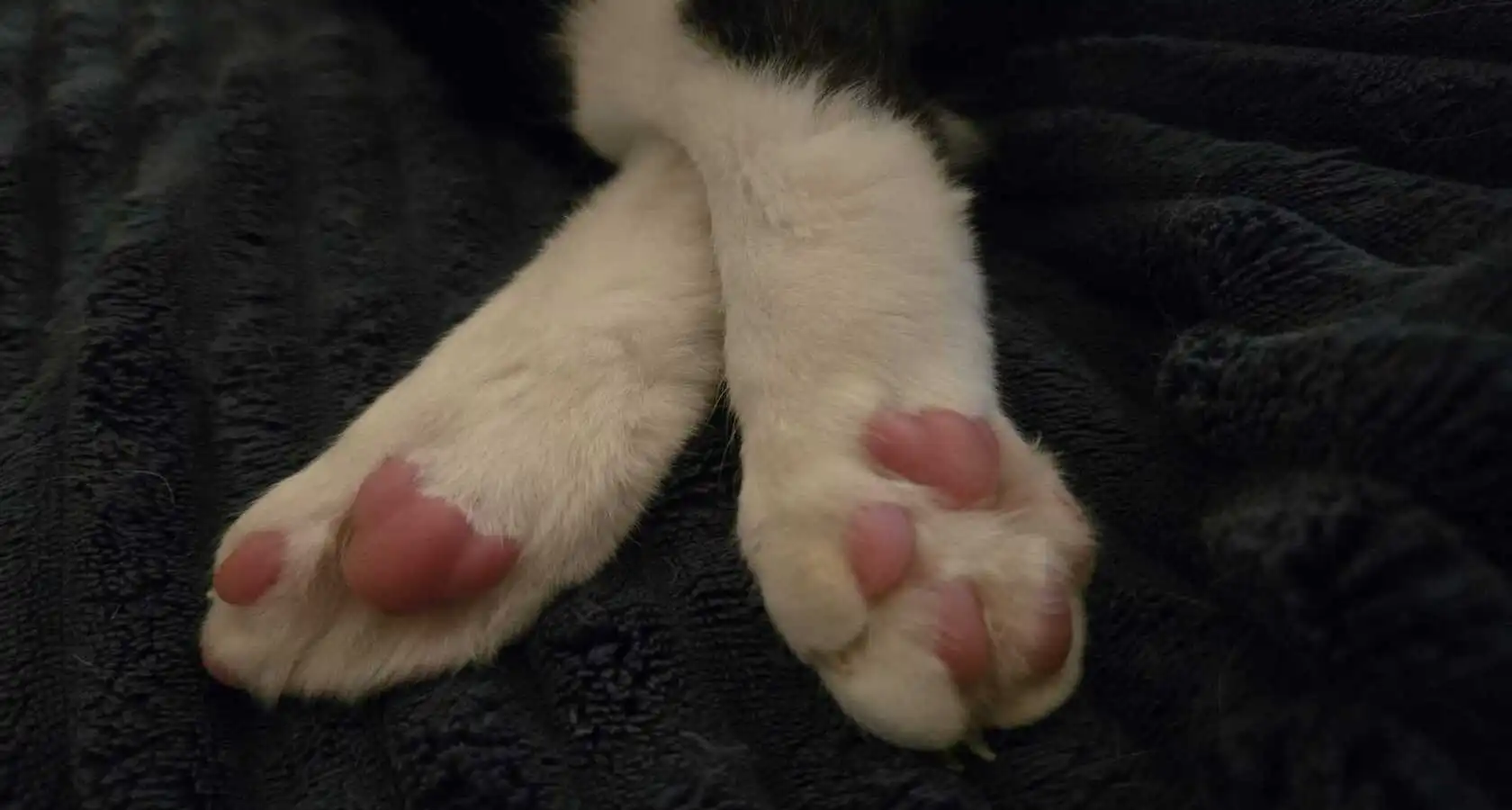 Why there is so much contradicting research on veganism